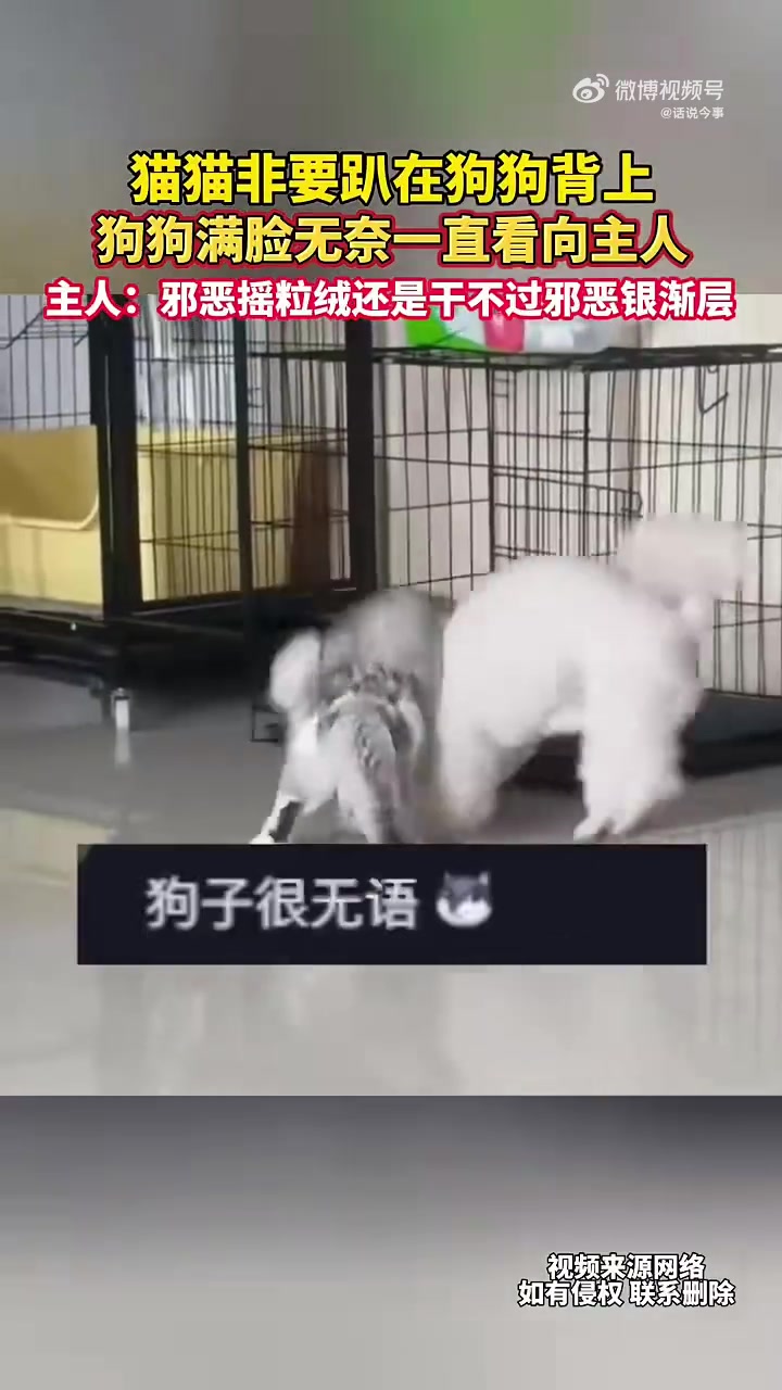 猫猫非要趴在狗狗背上，狗狗满脸无奈一直看向主人！