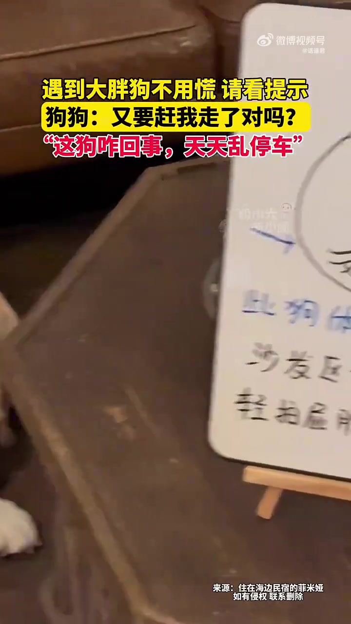遇到大胖狗不用慌，请看提示！狗狗：又要赶我走了对吗