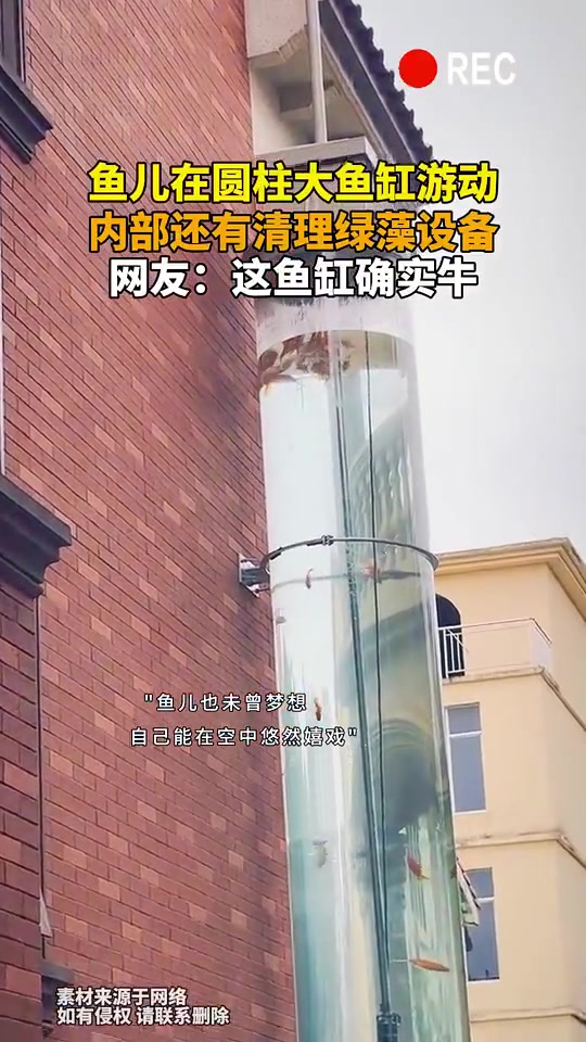 鱼儿在透明圆柱大鱼缸游动，内部还有清理绿藻设备