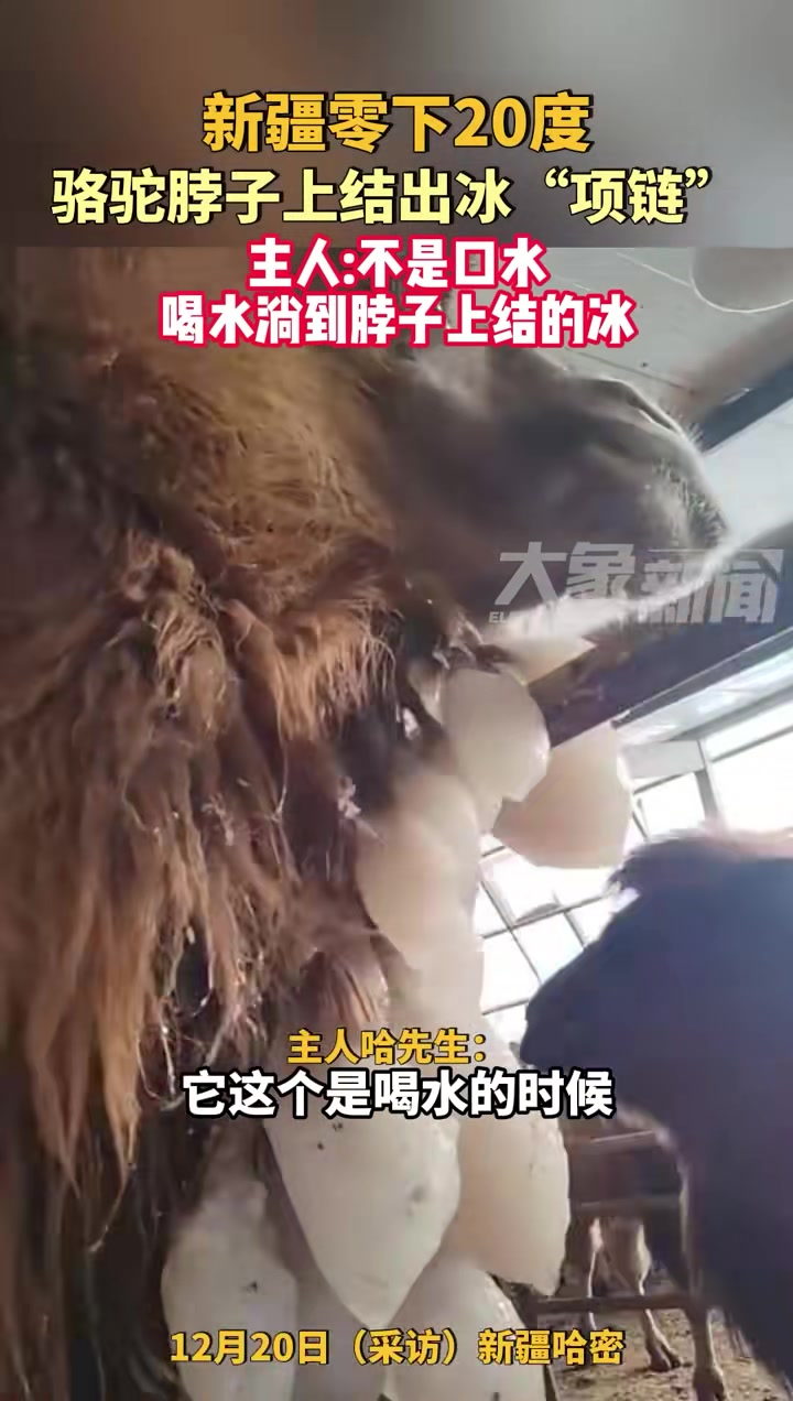 新疆零下20度骆驼脖子上结出冰“项链”