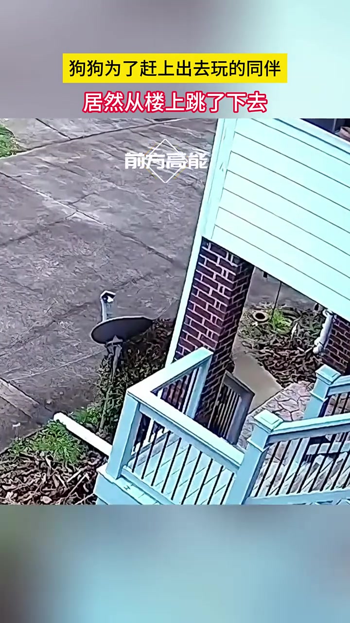 狗狗为了赶上出去玩的同伴，居然从二楼跳下去