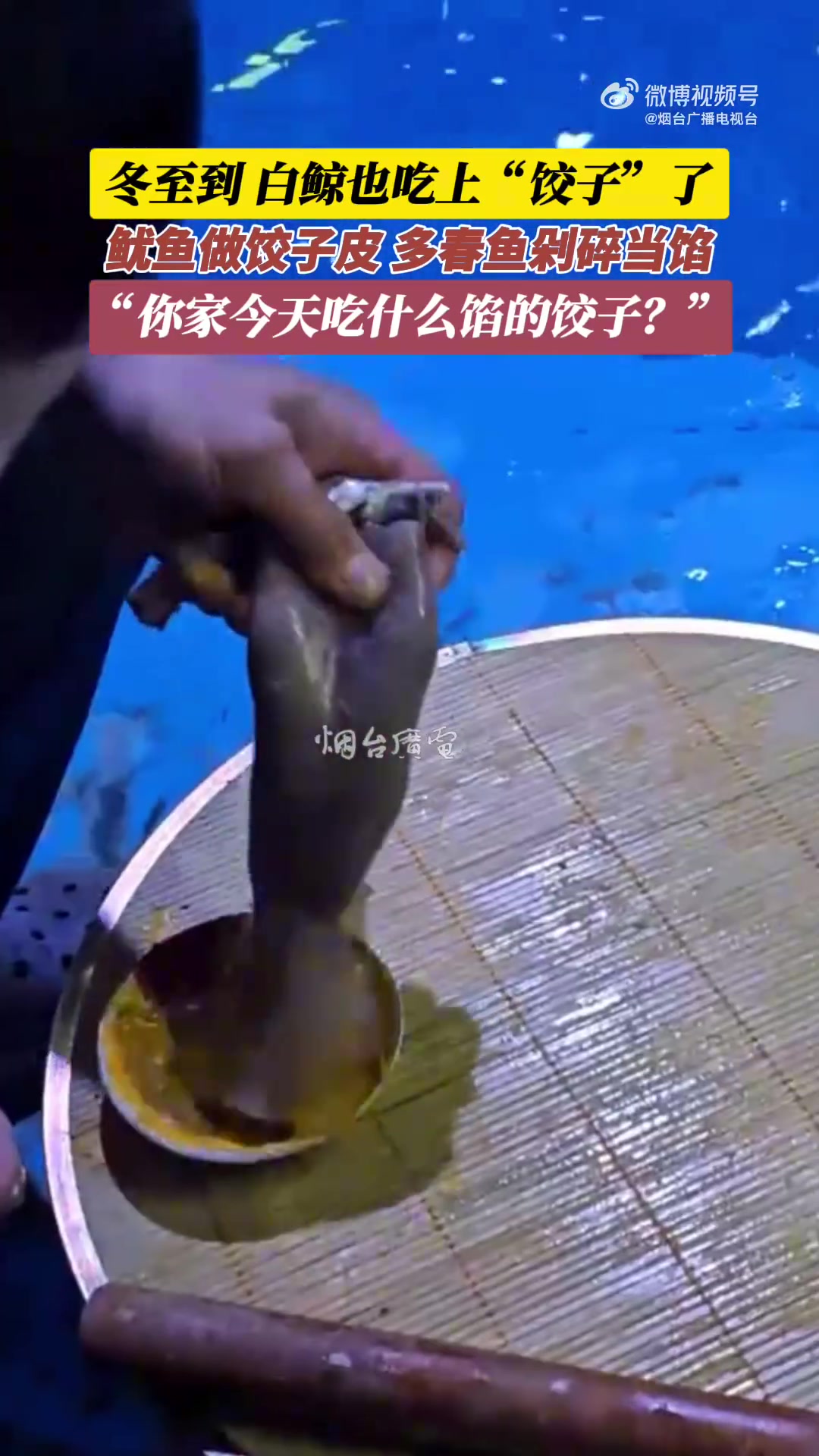 冬至到白鲸也吃上“海鲜饺子”了，鱿鱼做饺子皮，多春鱼剁碎当馅