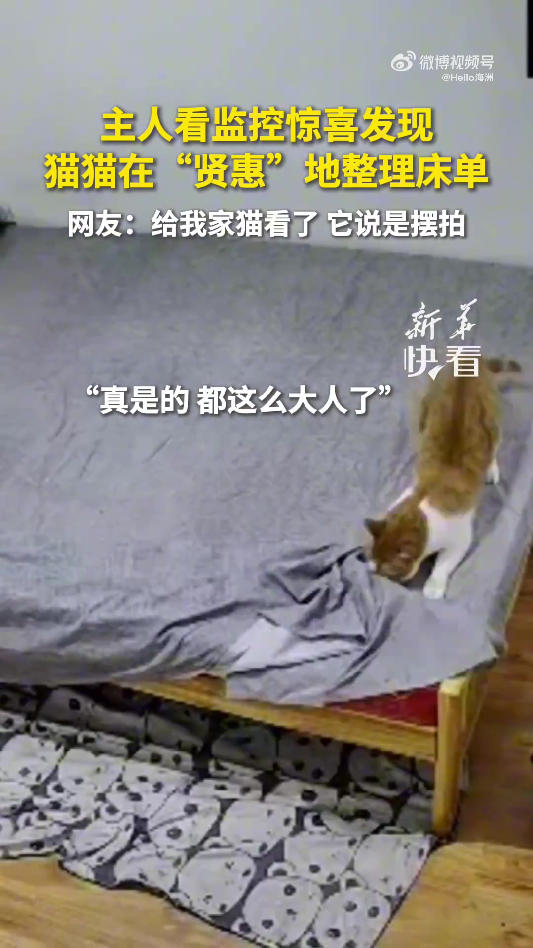 主人看监控惊喜发现，猫猫在“贤惠”地整理床单