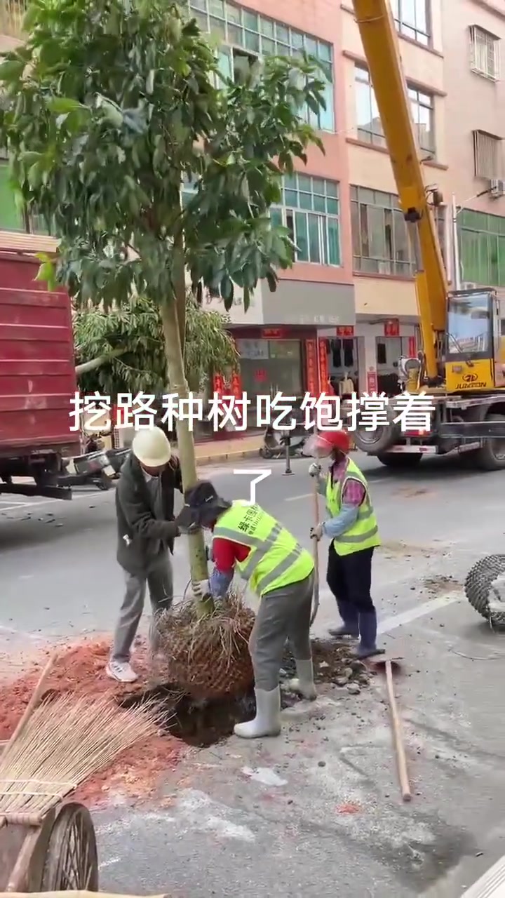 挖开马路以后，然后再种上树，这意义何在啊