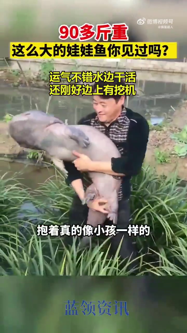90多斤重的最大娃娃鱼