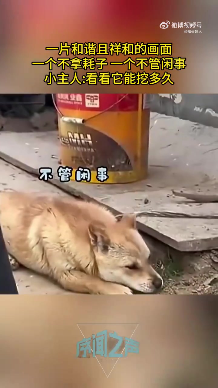 一片和谐祥的画面，一个不拿耗子一个不管闲事