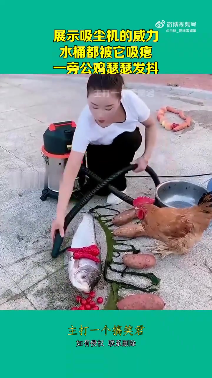 吸尘机威力大，吸瘪水桶，公鸡吓得瑟瑟发抖
