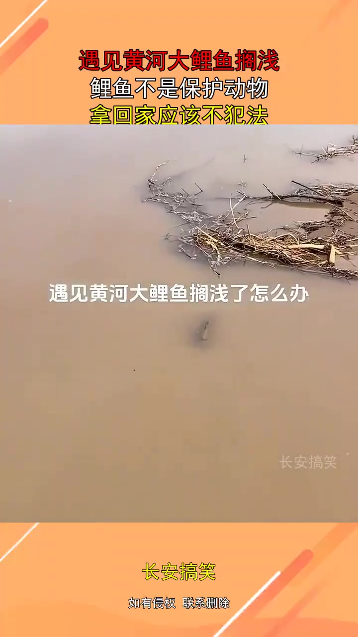 遇见黄河大鲤鱼搁浅，拿回家应该不犯法