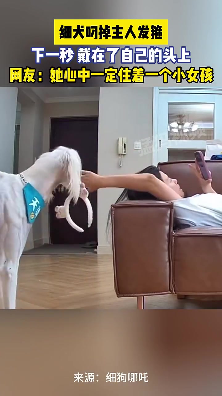 细犬叼掉主人发箍戴头上，网友：它心中住着小女孩