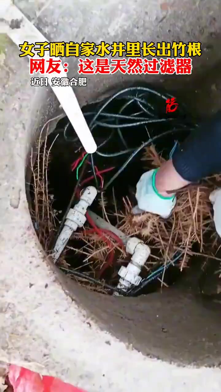 女子晒自家水井长出竹根，网友称是天然过滤器