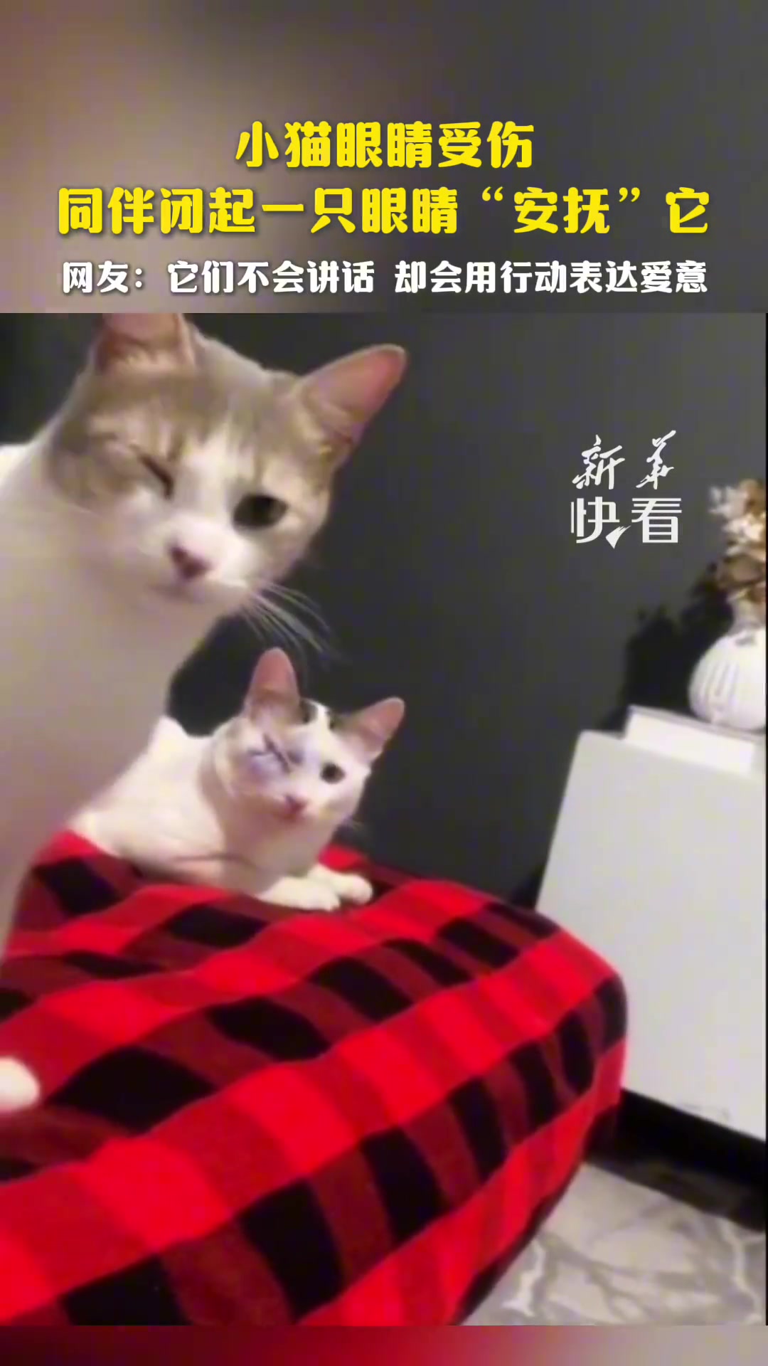 小猫眼睛受伤同伴闭起一只眼睛“安抚”它
