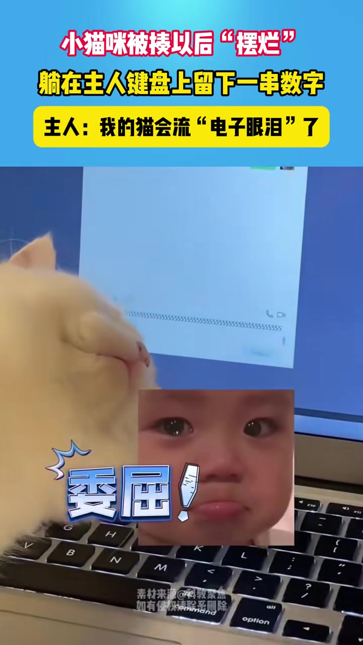 小猫咪被揍以后“摆烂”躺在主人键盘上留下一串数字