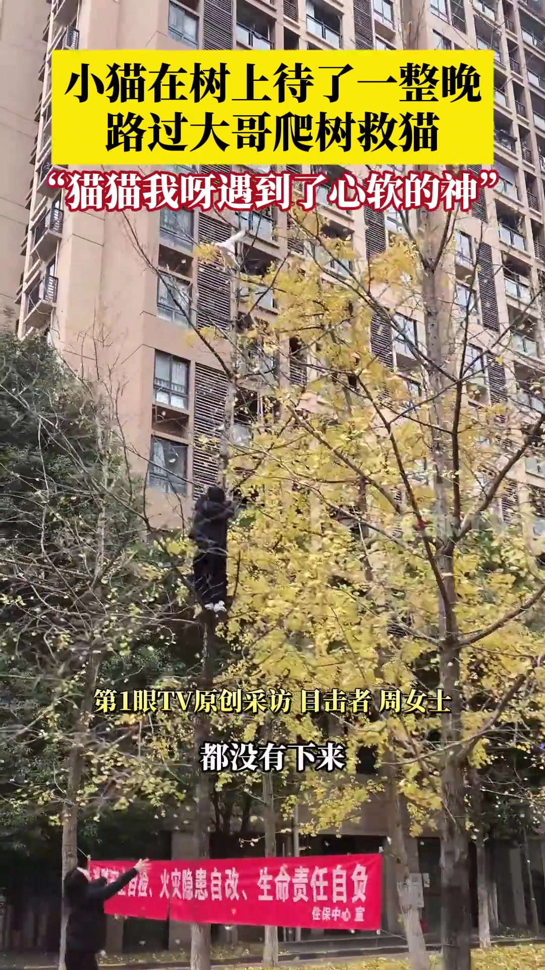 缘分！大哥养了一只叫“小米”的猫被救的猫也叫“小米”