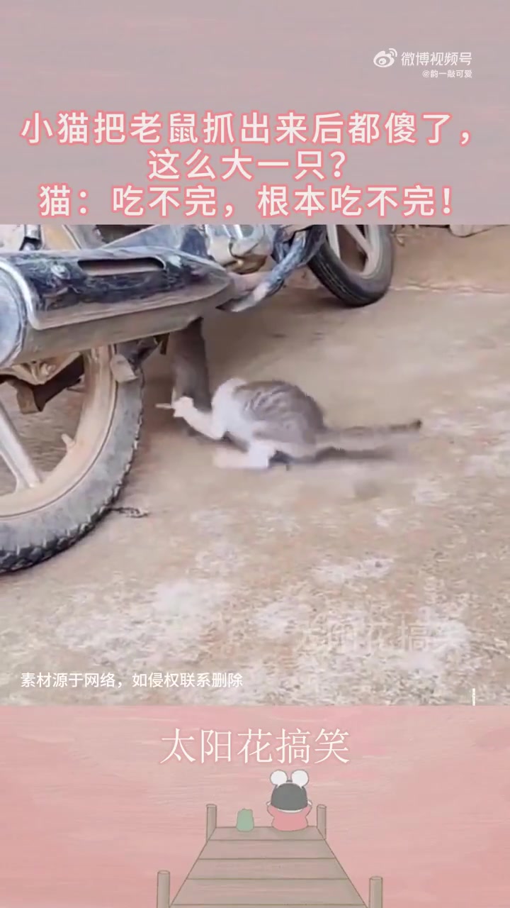 小猫抓出超大老鼠后傻眼：吃不完