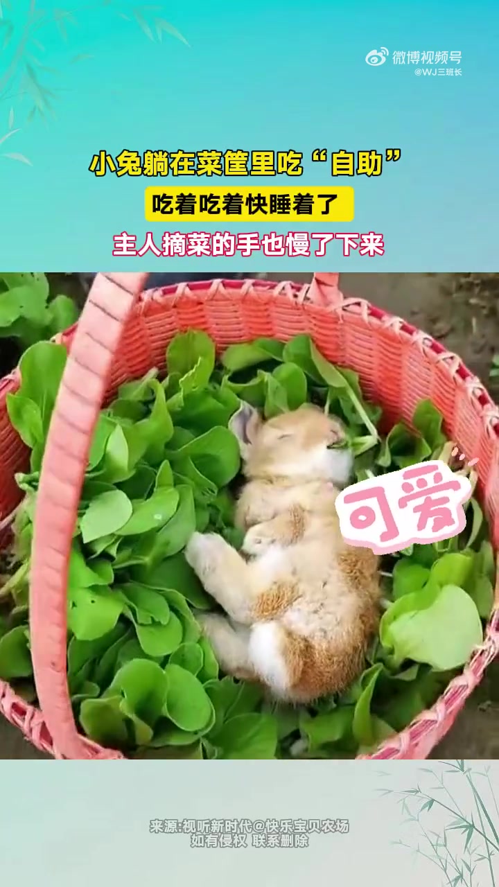 小兔躺在菜筐吃“自助”，吃着吃着快睡着，主人摘菜手也慢了