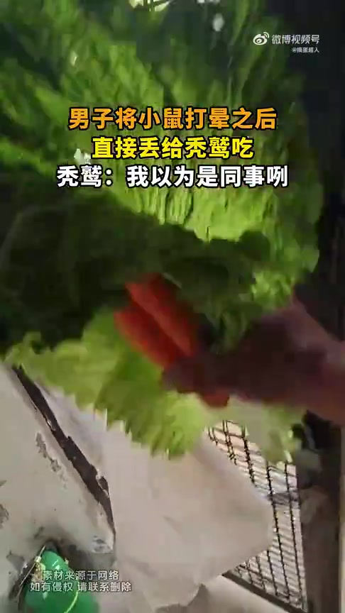 男子打晕小鼠丢给秃鹫，秃鹫：我以为是同事