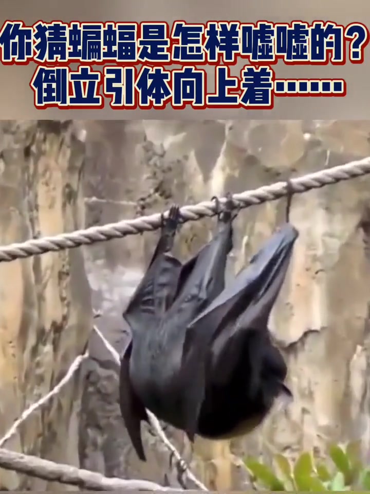 你猜蝙蝠是怎样嘘嘘的倒立引体向上着