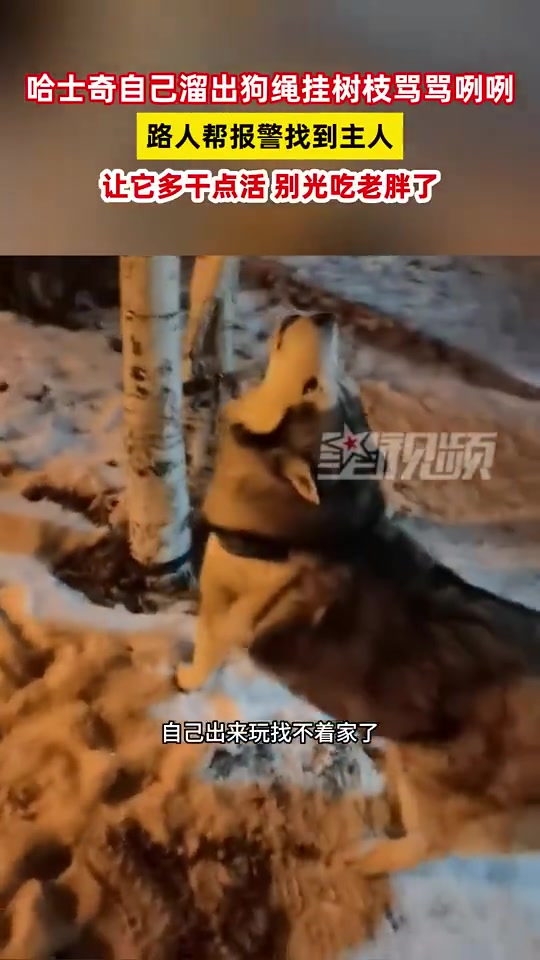 哈士奇自己溜出狗绳挂树枝骂骂咧咧，路人帮报警找到主人：老胖了