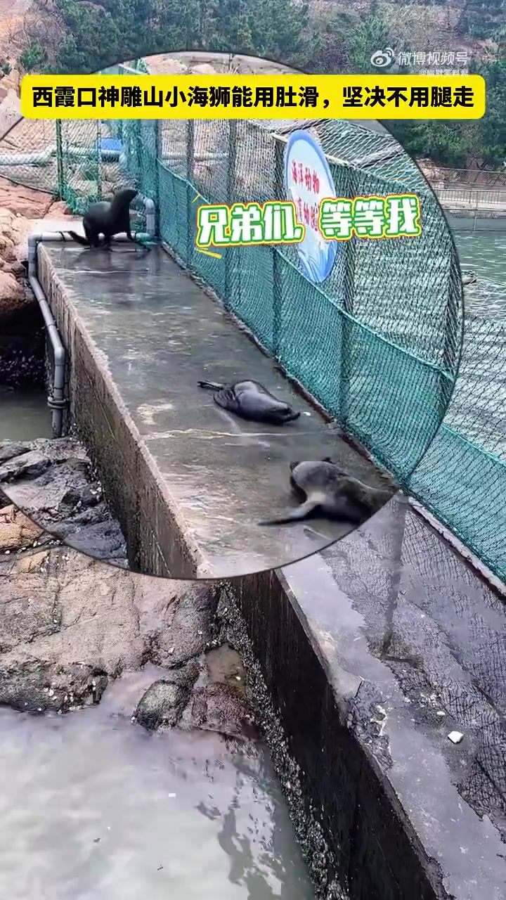 没想到海狮也这么好玩儿