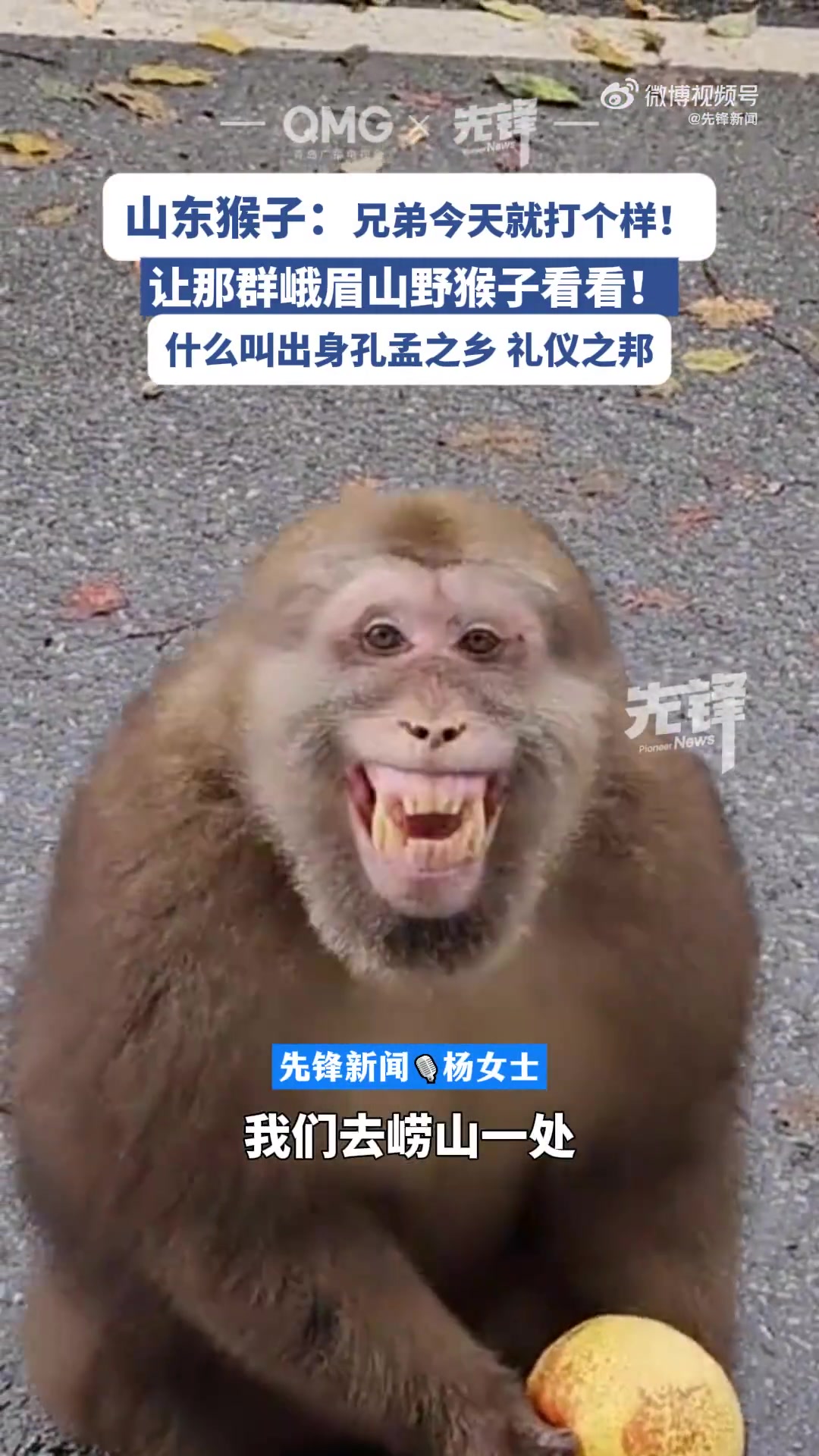 网友爬崂山游玩时，偶遇一只崂山猴，猴子被投喂苹果时，还呲牙笑