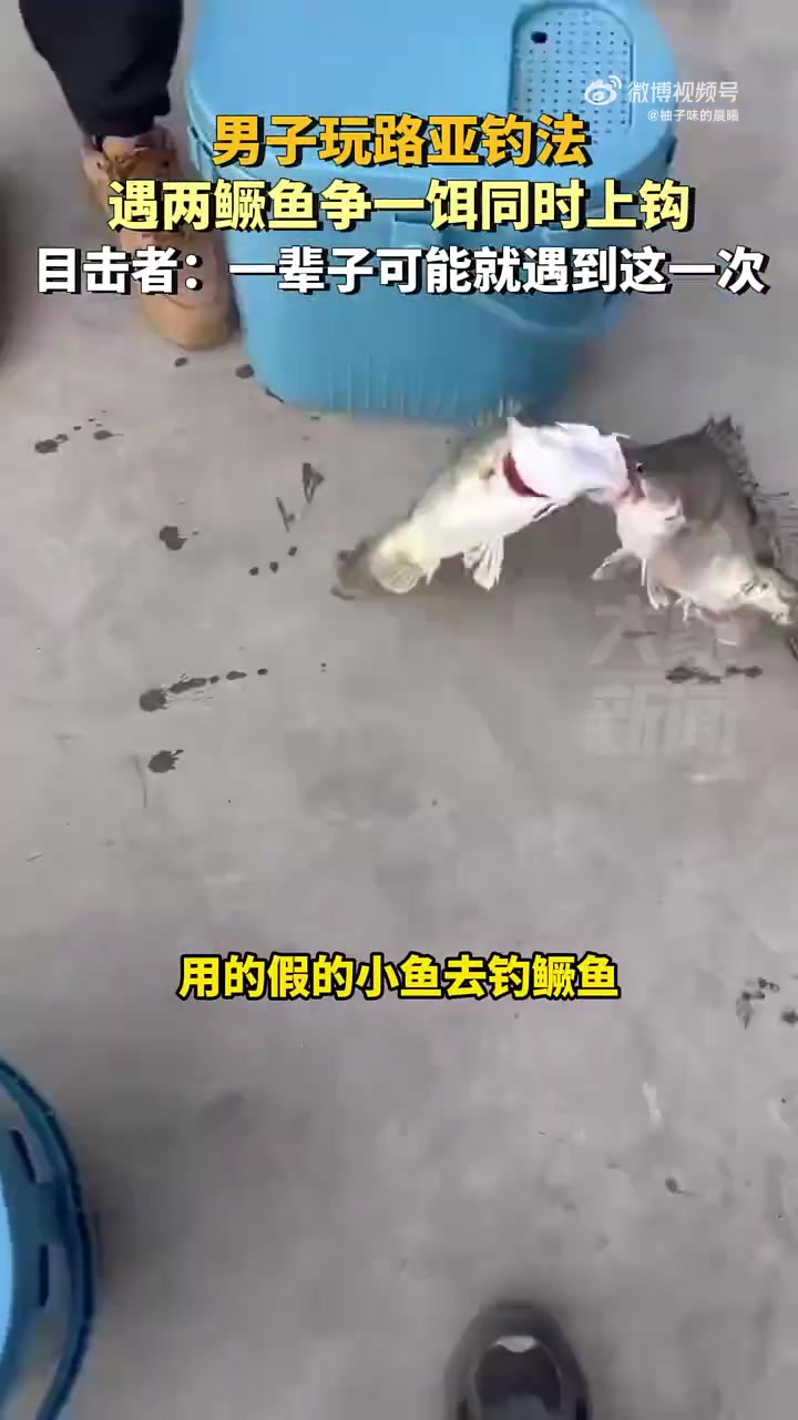 男子玩路亚，遇两鳜鱼争一饵同时上钩：一辈子可能就遇到这一次