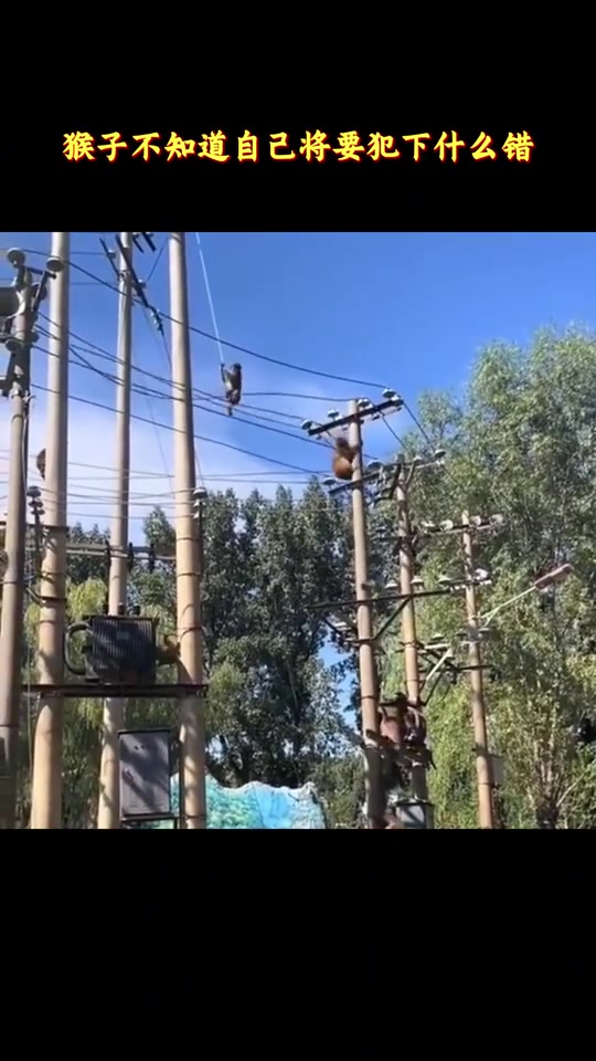 猴子不知道自己将要犯下什么错！