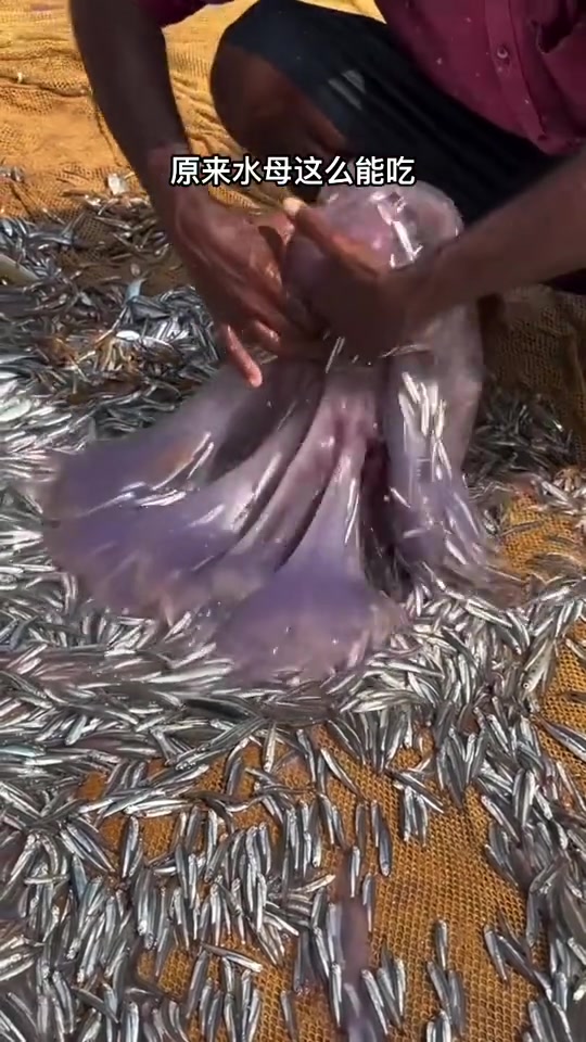 这真的是水母吃的吗钓鱼佬：改行钓水母了！