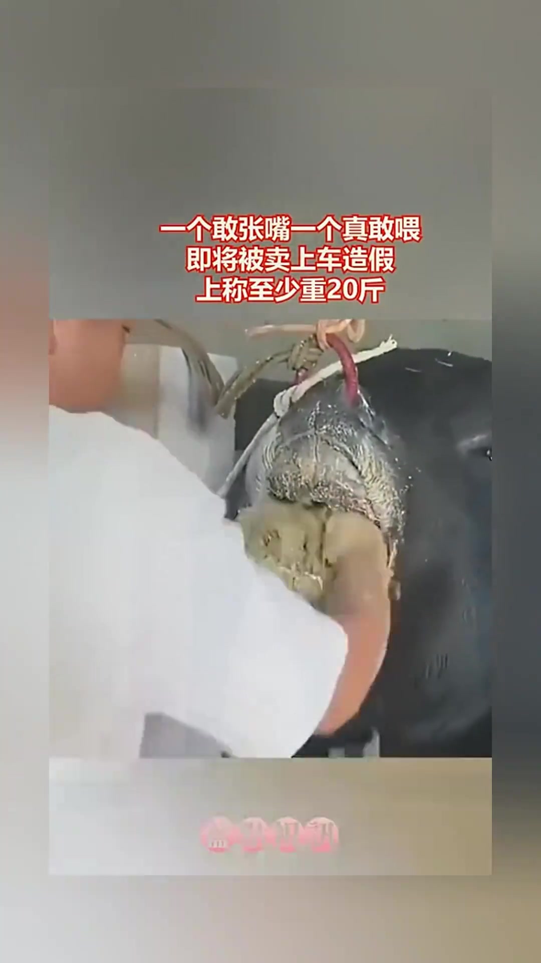 一个敢张嘴,一个真敢喂，即将被卖上车造假，上称至少重20斤！