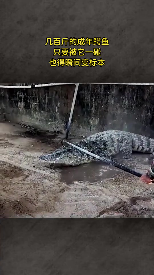 几百斤的成年鳄鱼，只要被它一碰，也得瞬间变标本！！！！！