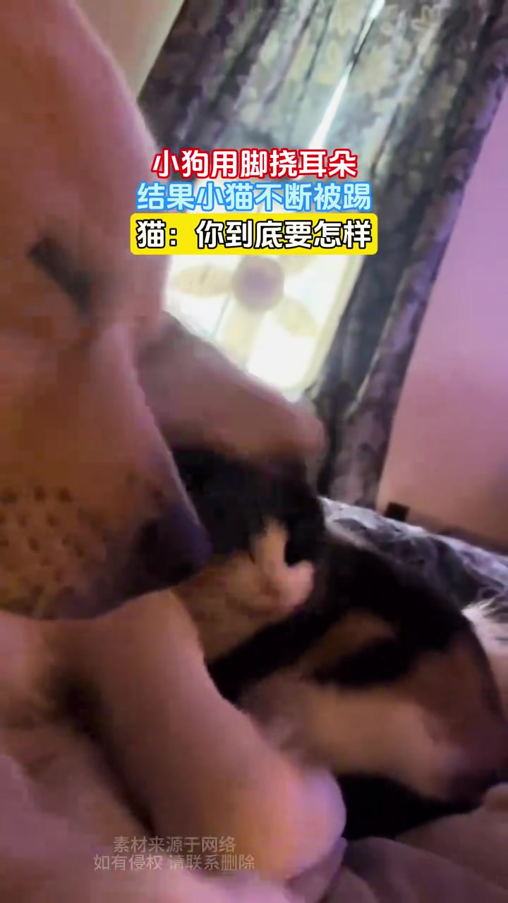 小狗用脚挠耳朵，结果小猫不断被踢，猫：你到底要怎样！！！！！