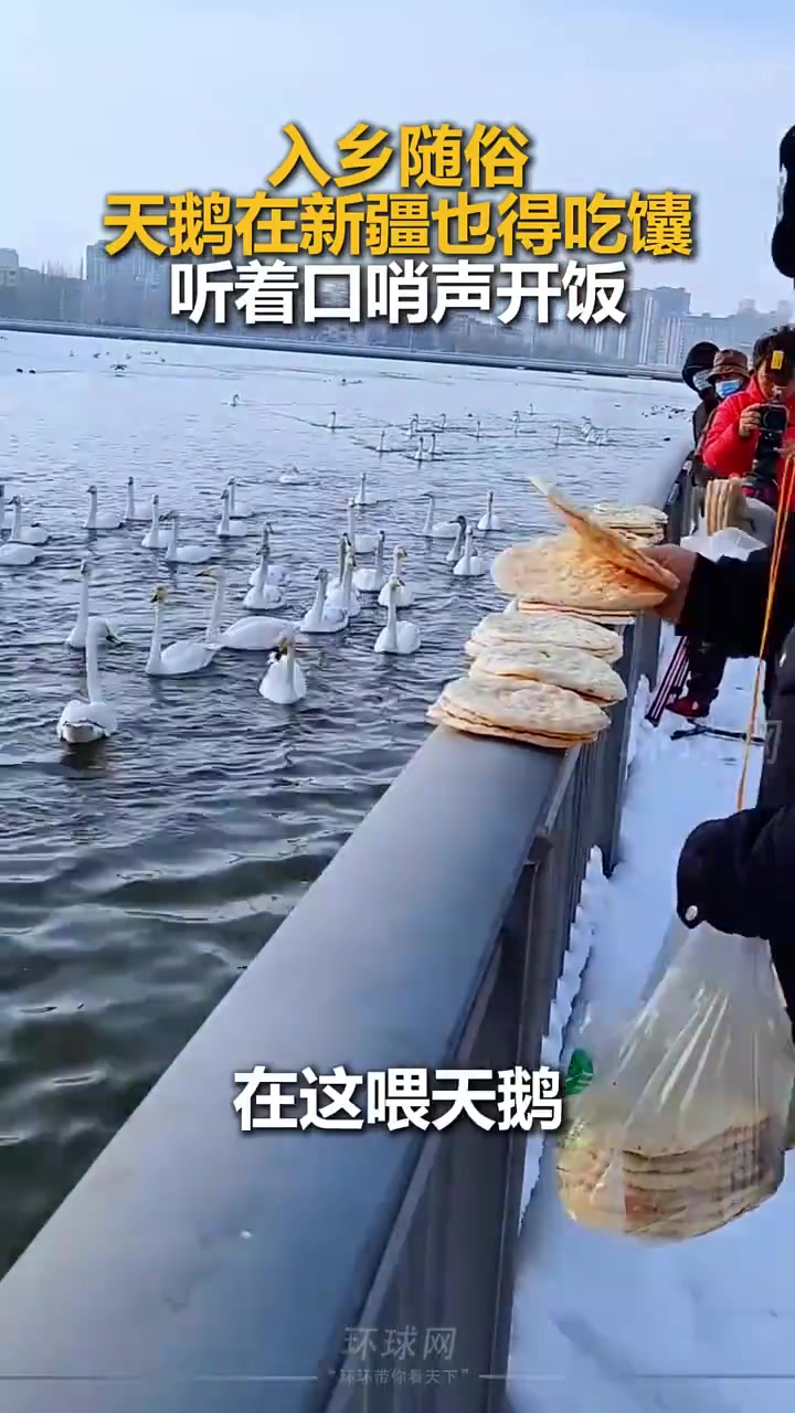入乡随俗，天鹅在新疆也得吃馕，听着口哨声开饭变成了有趣的画面