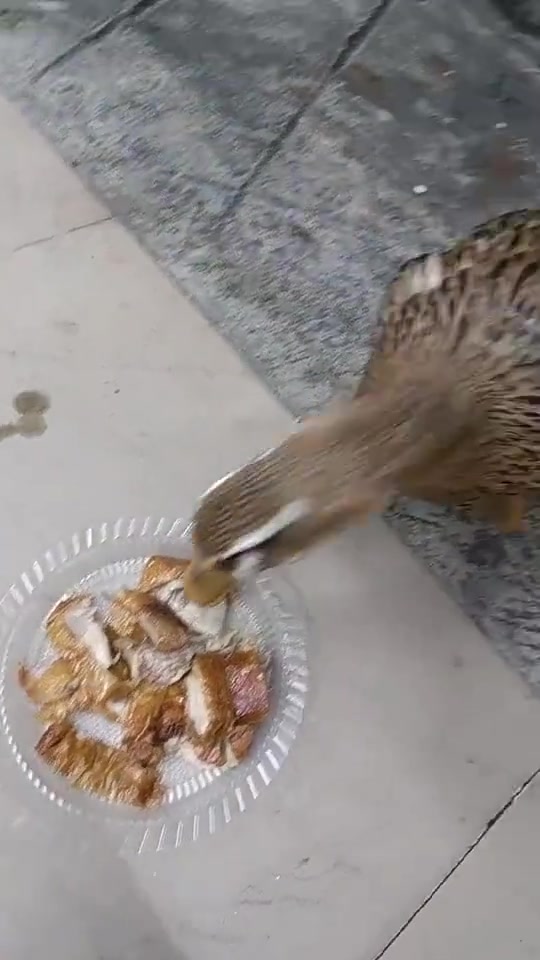 鸭子：舅是这个味