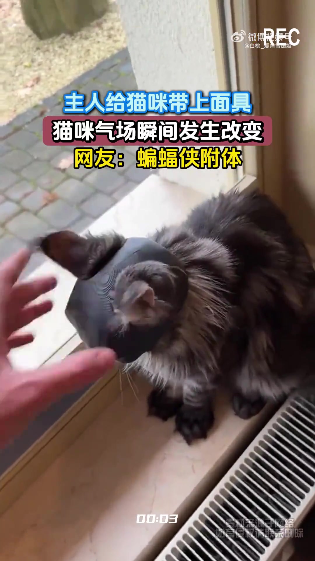 主人给猫咪带上面具，猫咪气场瞬间发生改变，网友：蝙蝠侠附体！