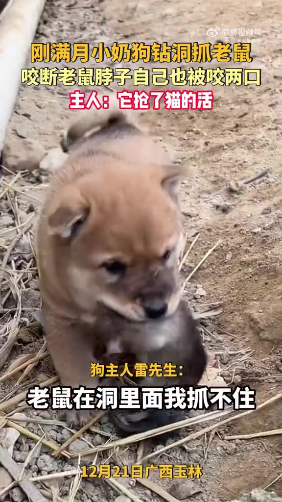 36天小奶狗钻洞咬断老鼠脖子