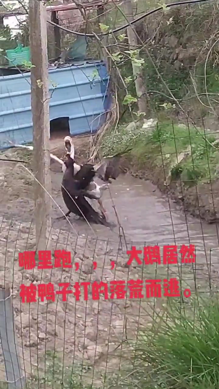 大鹅竟然不敌鸭子