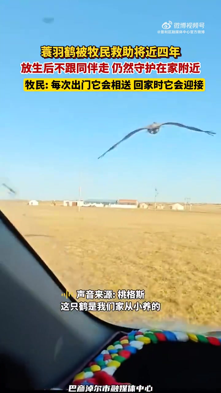 蓑羽鹤被牧民救助将近四年，放生后不跟同伴走，仍然守护在家附近