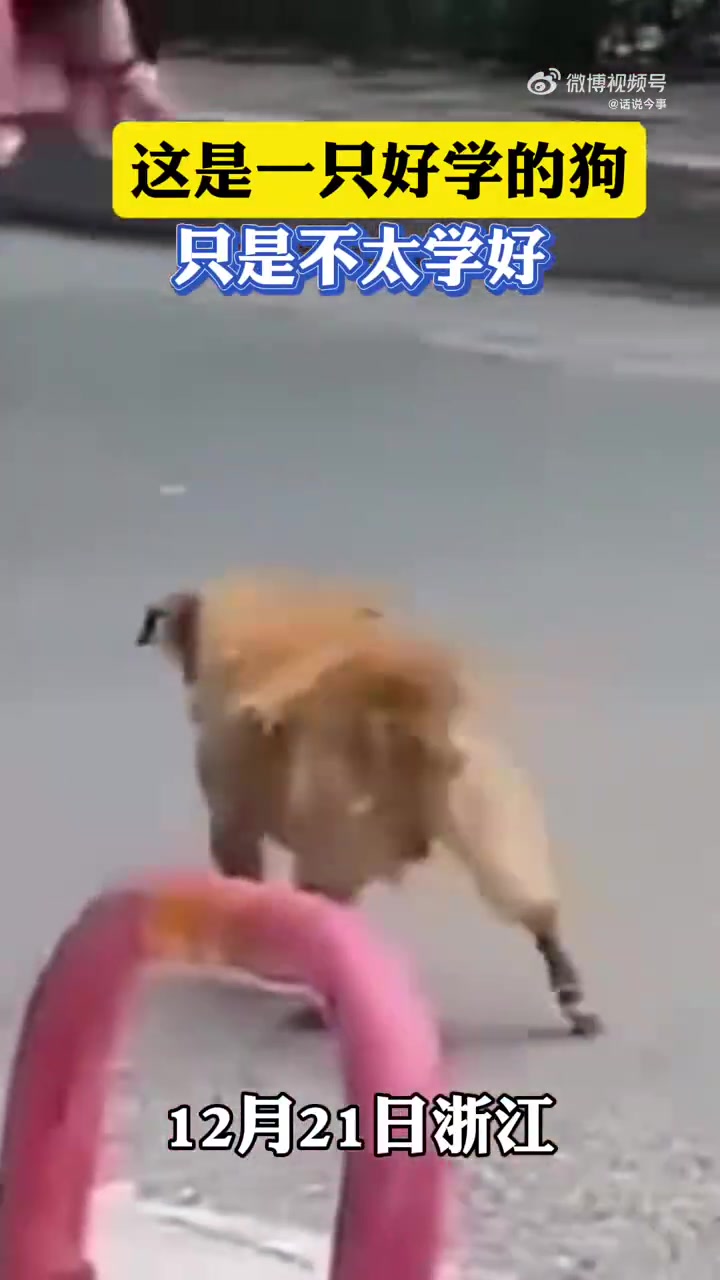 这是一只好学的狗，只是不太学好