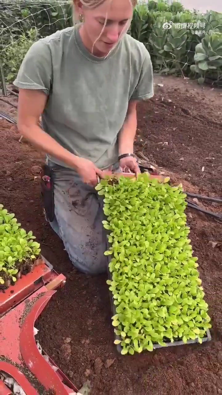 你能认出种植的是什么蔬菜吗