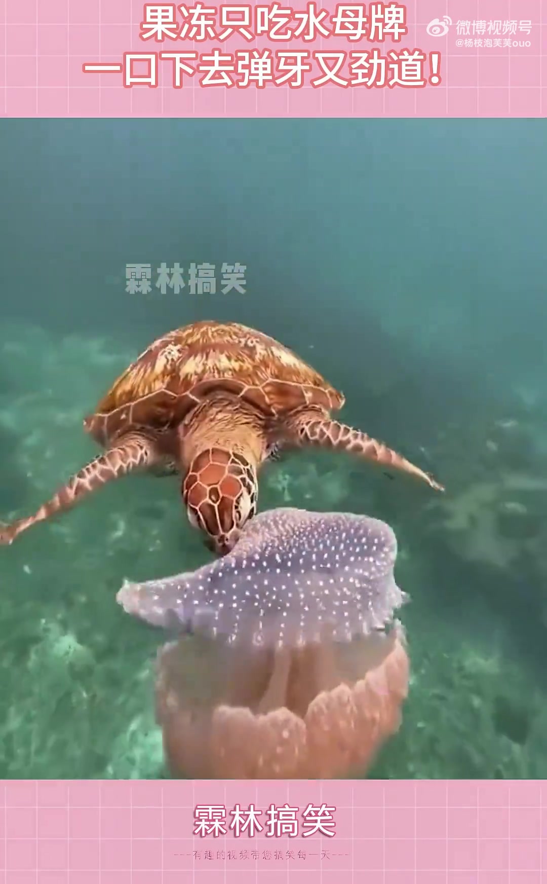直击海龟捕食海蜇，果冻只吃水母牌，一口下去弹牙又劲道！
