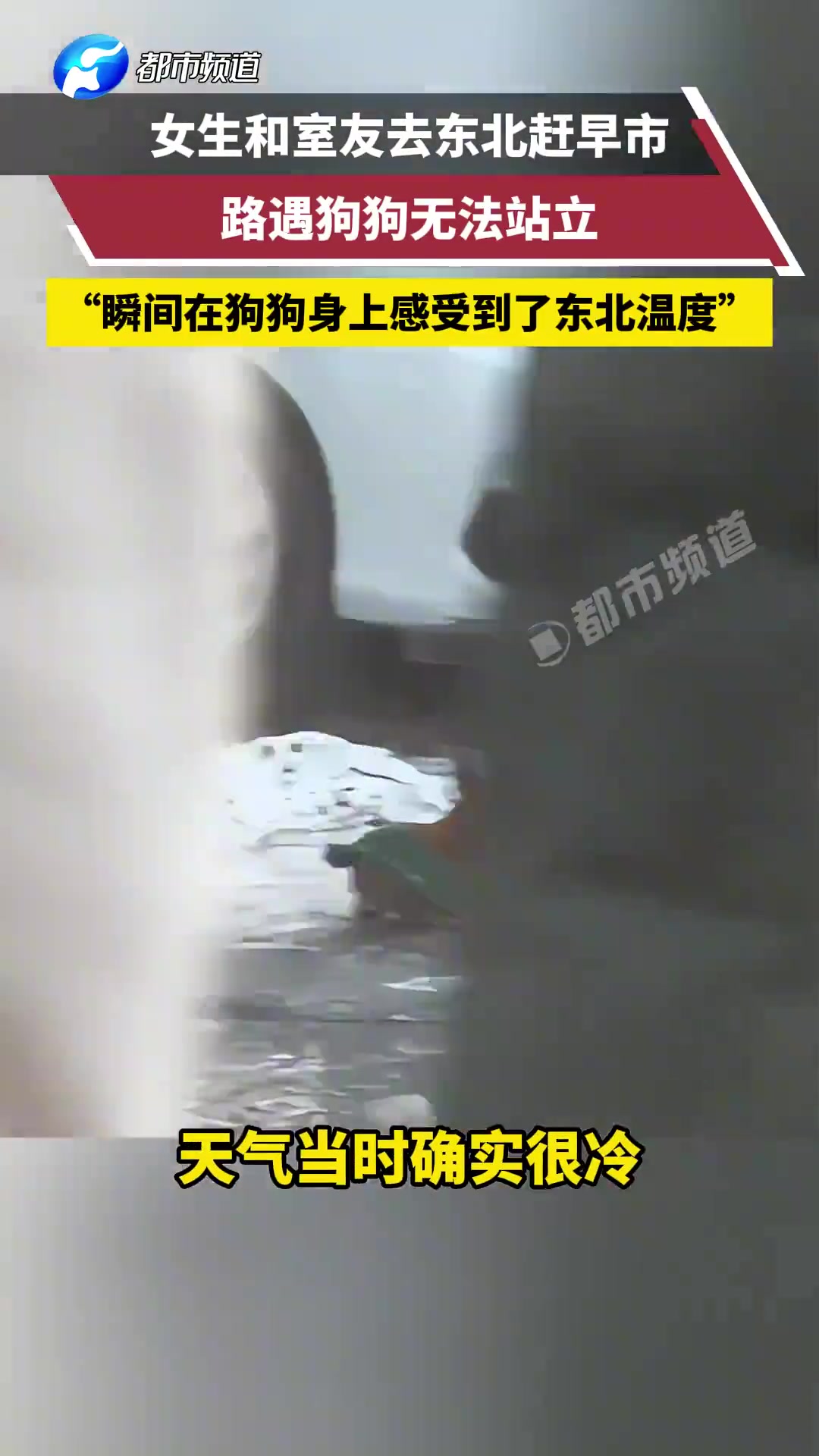 女生和室友去东北赶早市，路遇狗狗无法站立