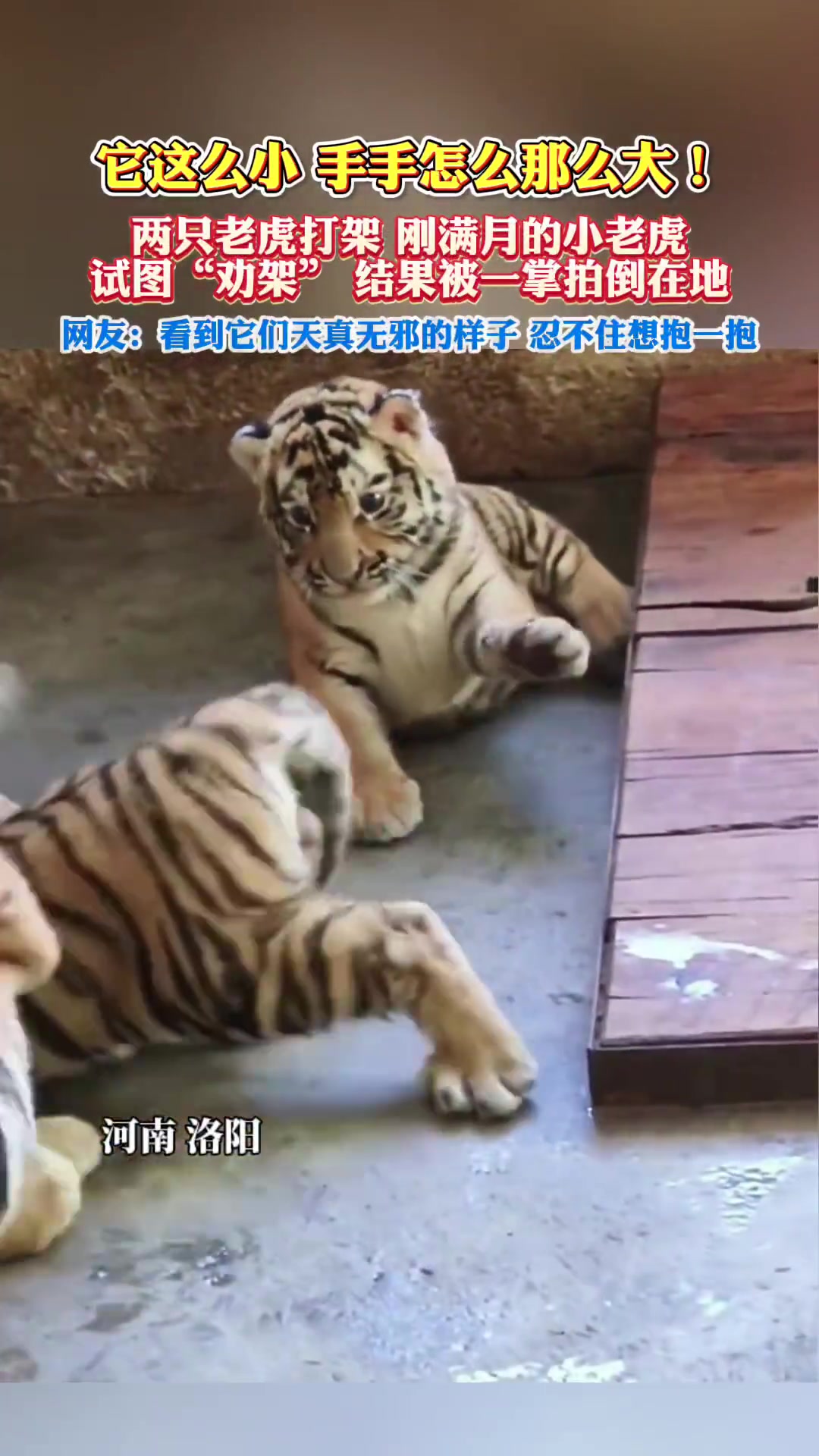 它这么小，手手怎么那么大！