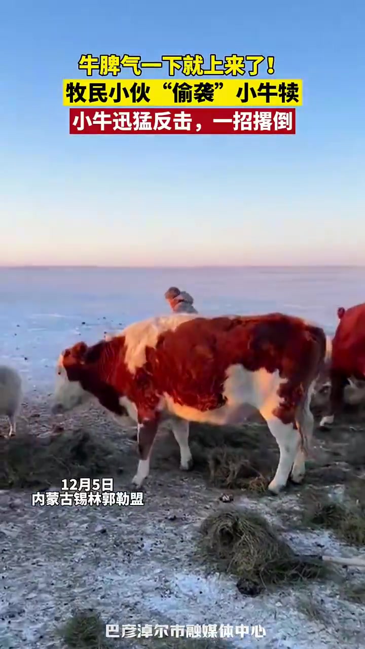 牧民小伙“偷袭”小牛犊，小牛迅猛反击，一招撂倒