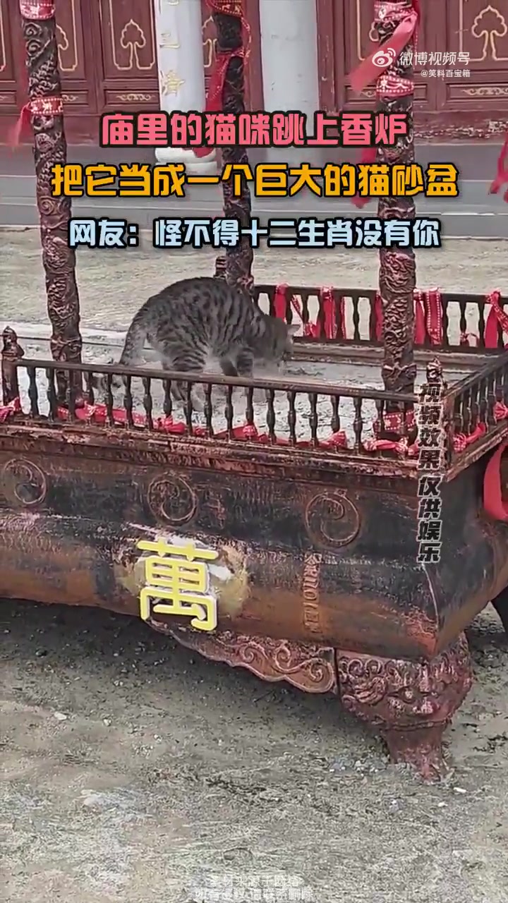 庙里的猫咪跳上香炉，把它当成一个巨大的猫砂盆