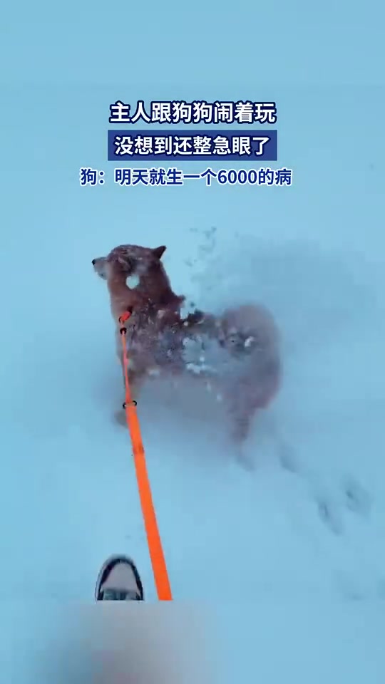 主人跟狗狗闹着玩，没想到还整急眼了