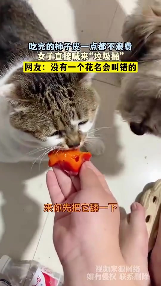 吃完的柿子皮一点都不浪费，女子直接喊来“垃圾桶”