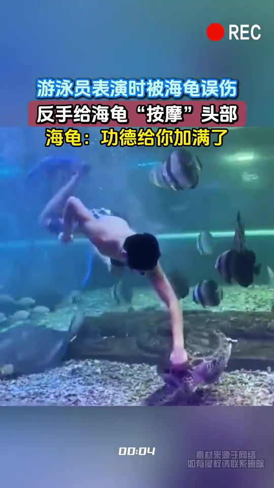 游泳员表演时被海龟误伤，反手给海龟“按摩”头部