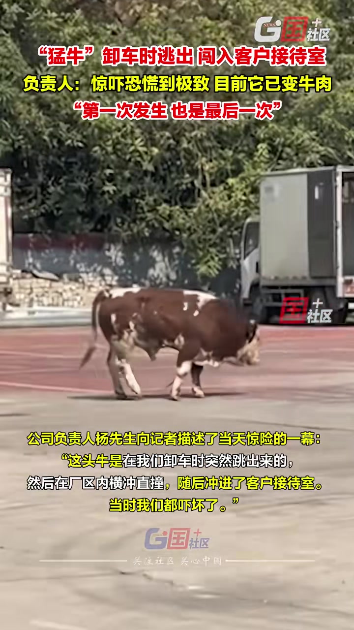 “猛牛”卸车时逃出闯入客户接待室