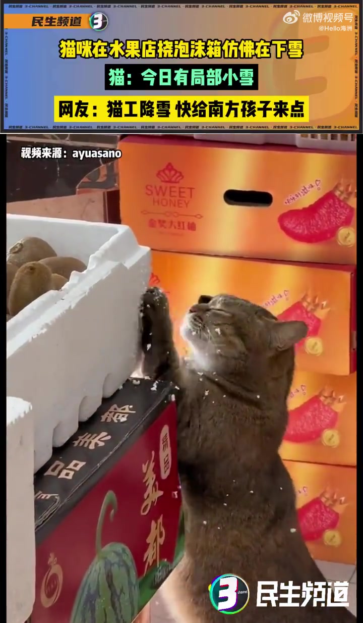 猫咪在水果店挠泡沫箱仿佛在下雪