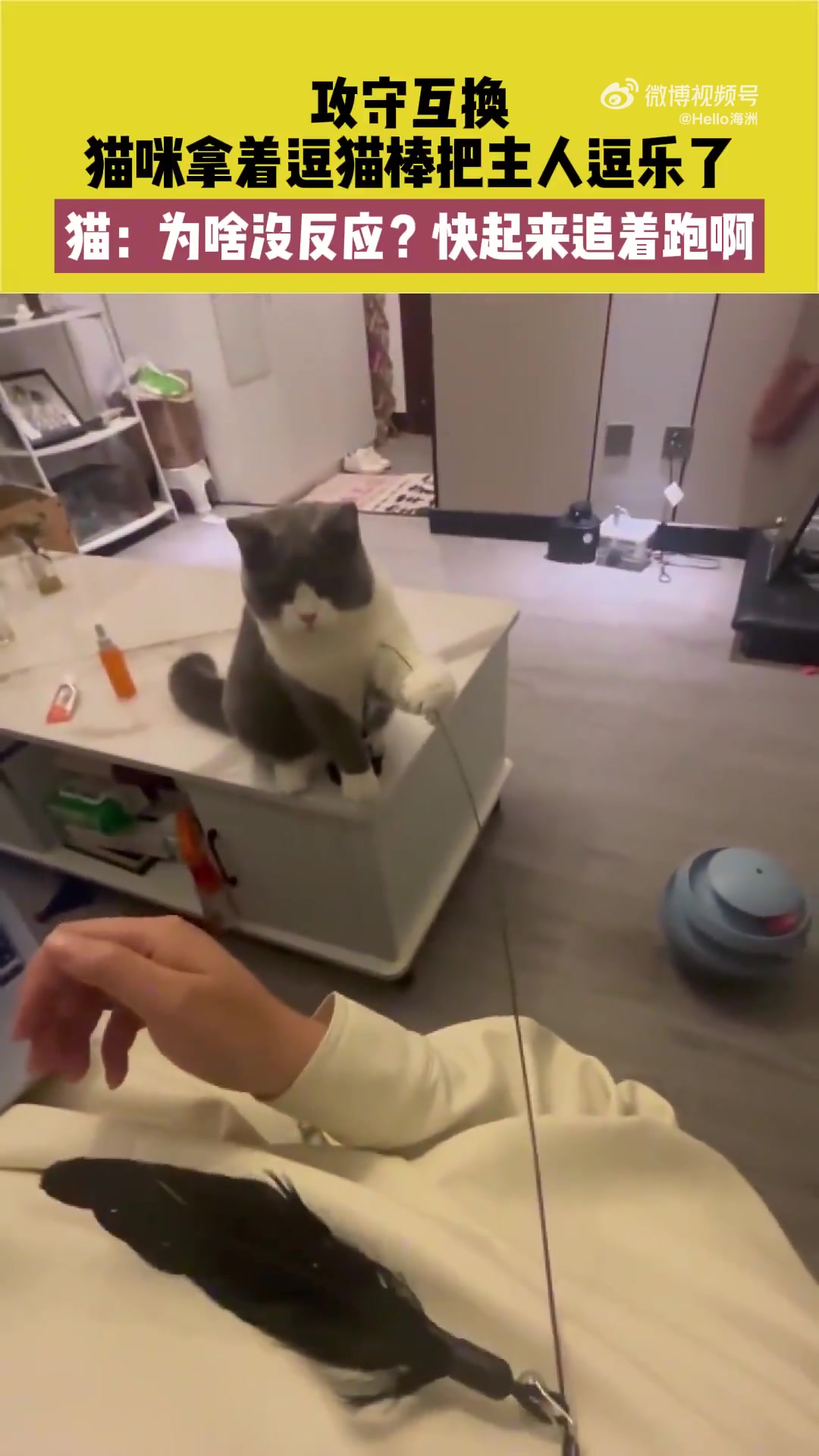 猫咪拿着逗猫棒把主人逗乐了