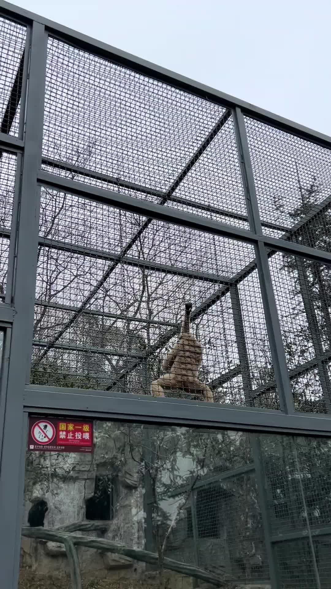 “迈克尔杰克猿”！